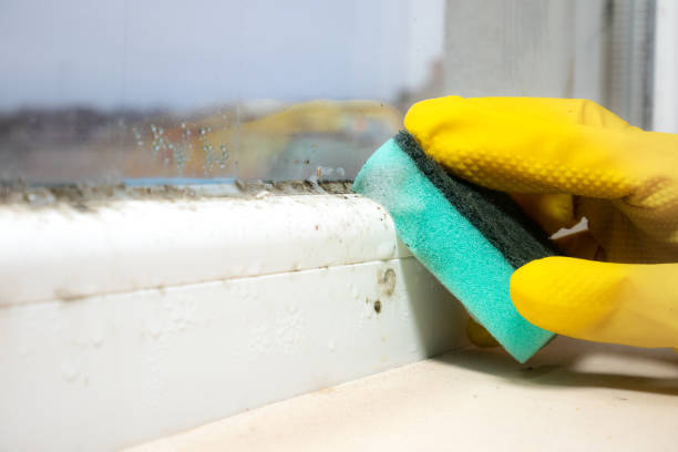 Professional Mold Removal in Lackawanna, NY